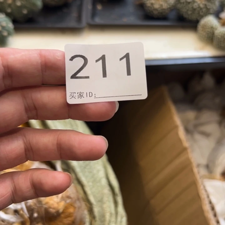 临***空兜星球仙人球211号14个球