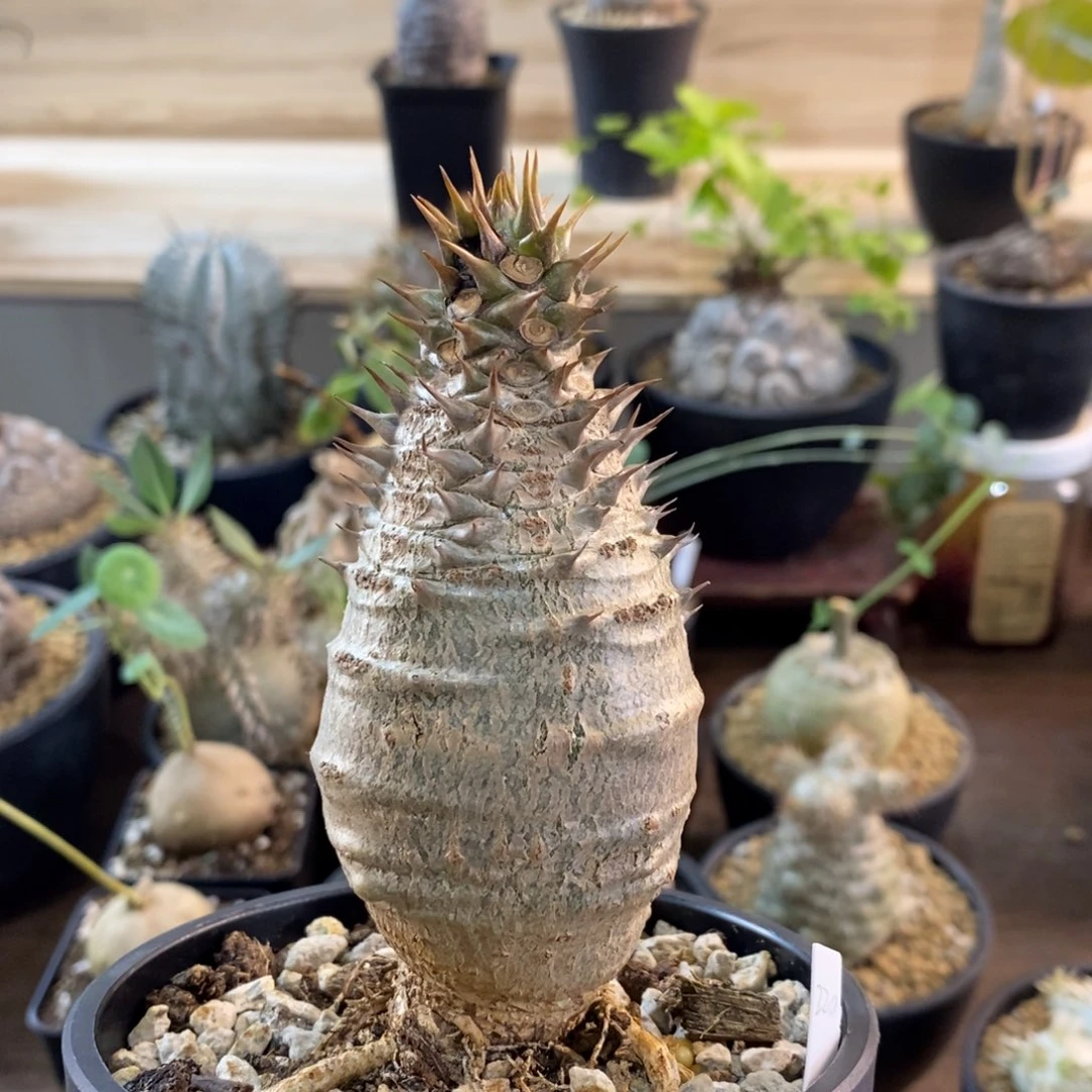 偏远地区 花友补运费