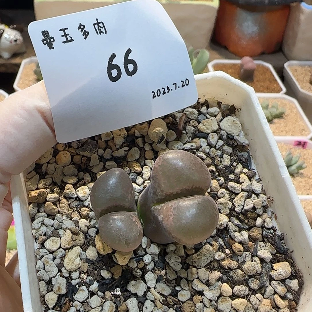 轻***L多肉多肉多肉7.20-066