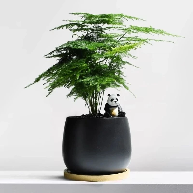 文竹小盆栽办公室内绿植四季常青耐阴花卉创意礼物防辐射云竹植物