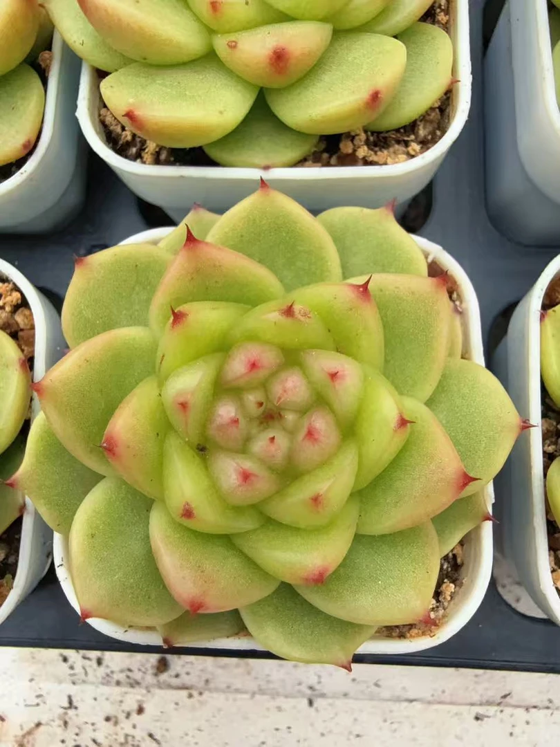 绿泡泡单头（3-5cm）带盆土