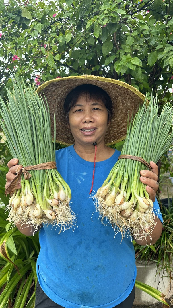 【土香葱!】广西土香葱本地新鲜香味浓郁农家自种当天现挖现发顺丰