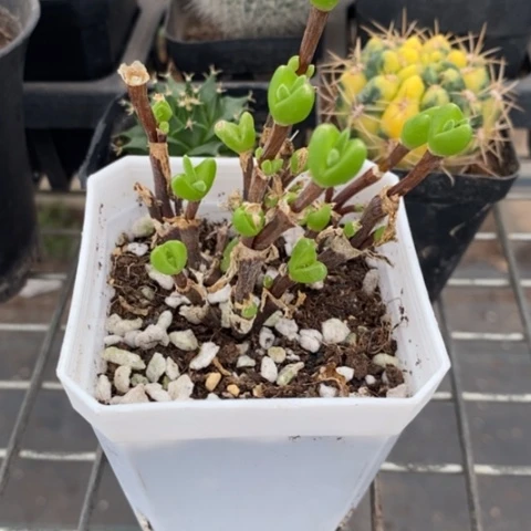可*绿化枝干7仙人球