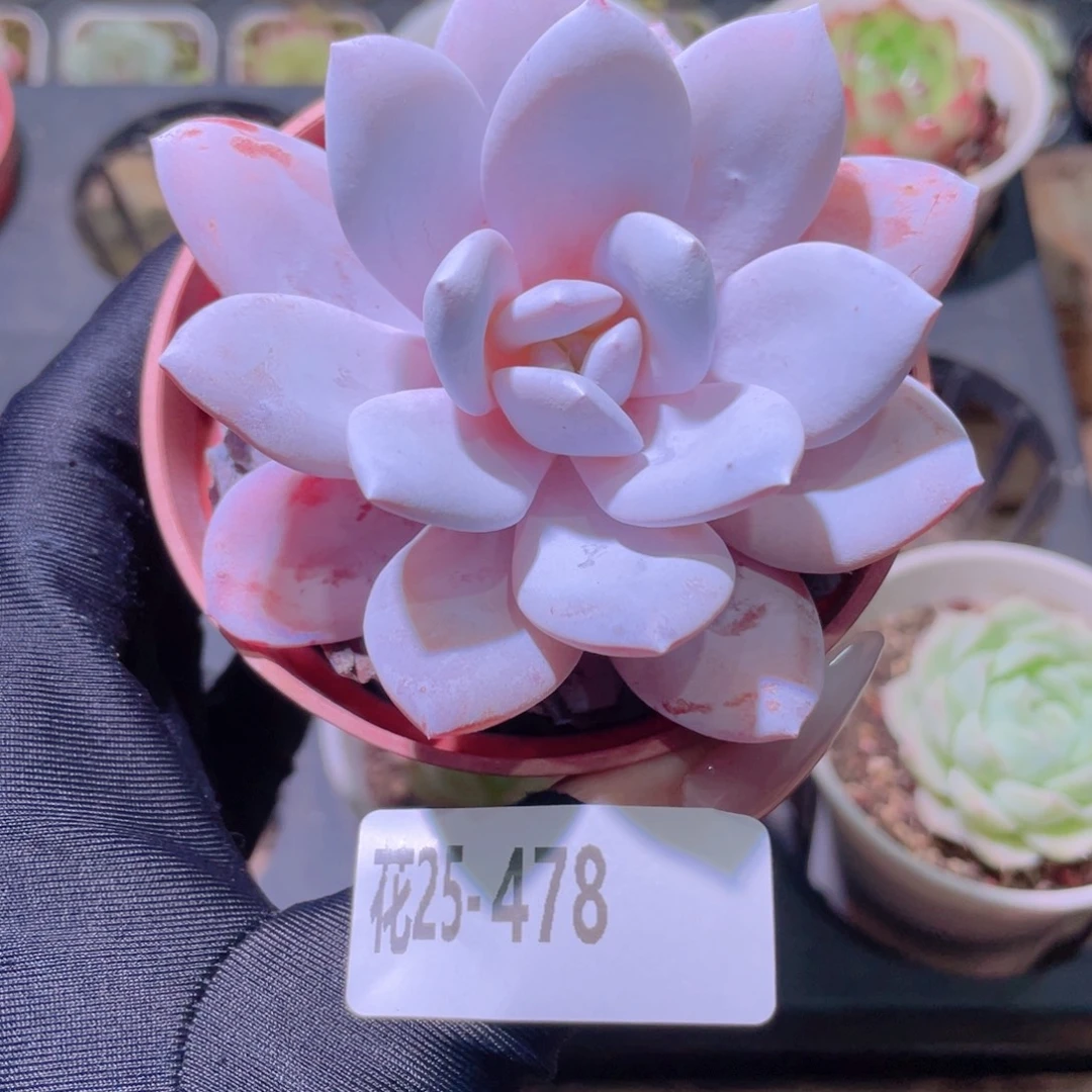 花利美25-478粉雪莲