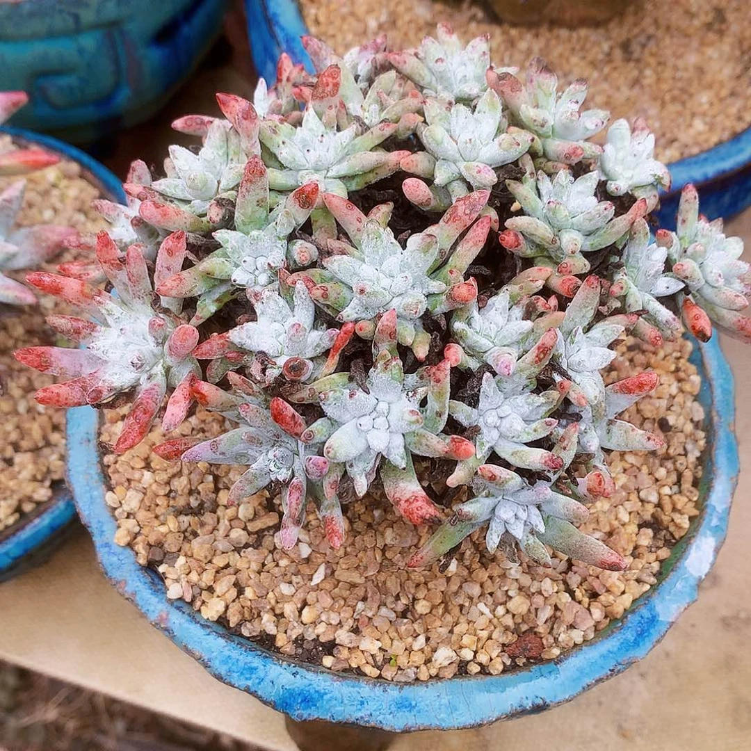 1644格诺吗白菊杂交