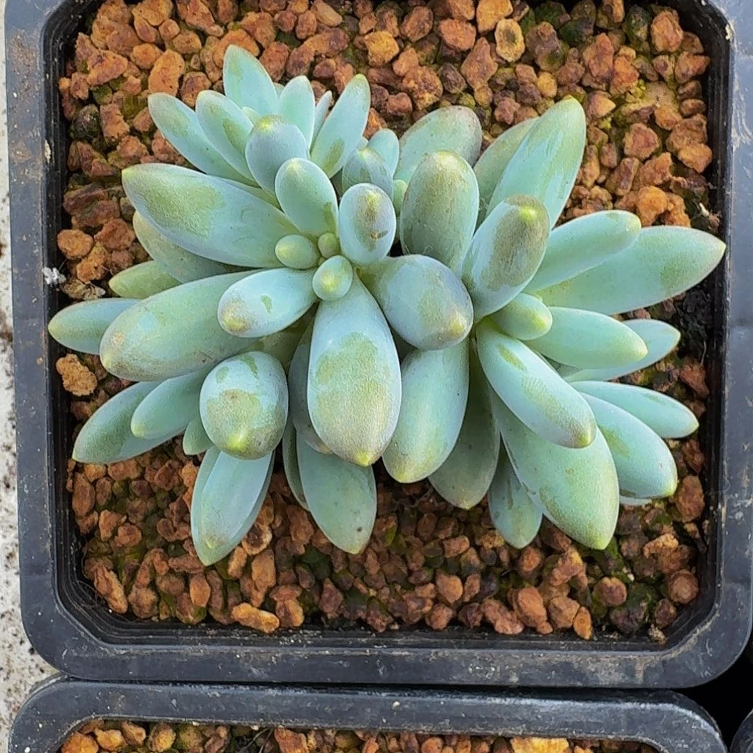 胖体烟花 群生 一物一拍