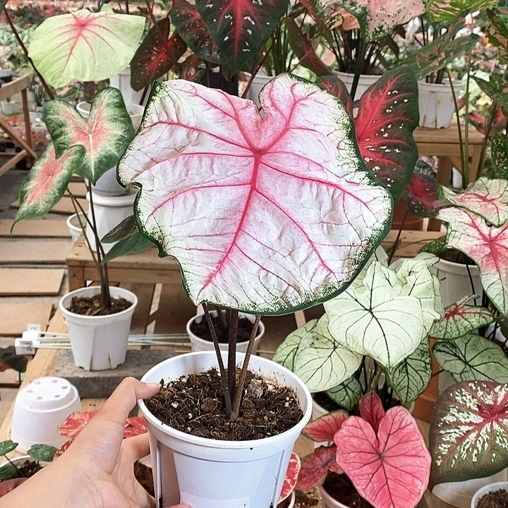 完全开放A005苹果花