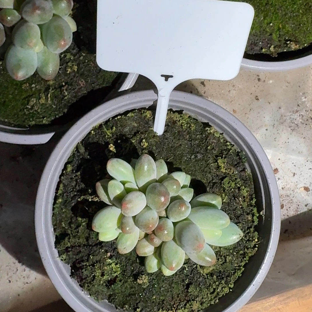 弗奈布7777777777777777