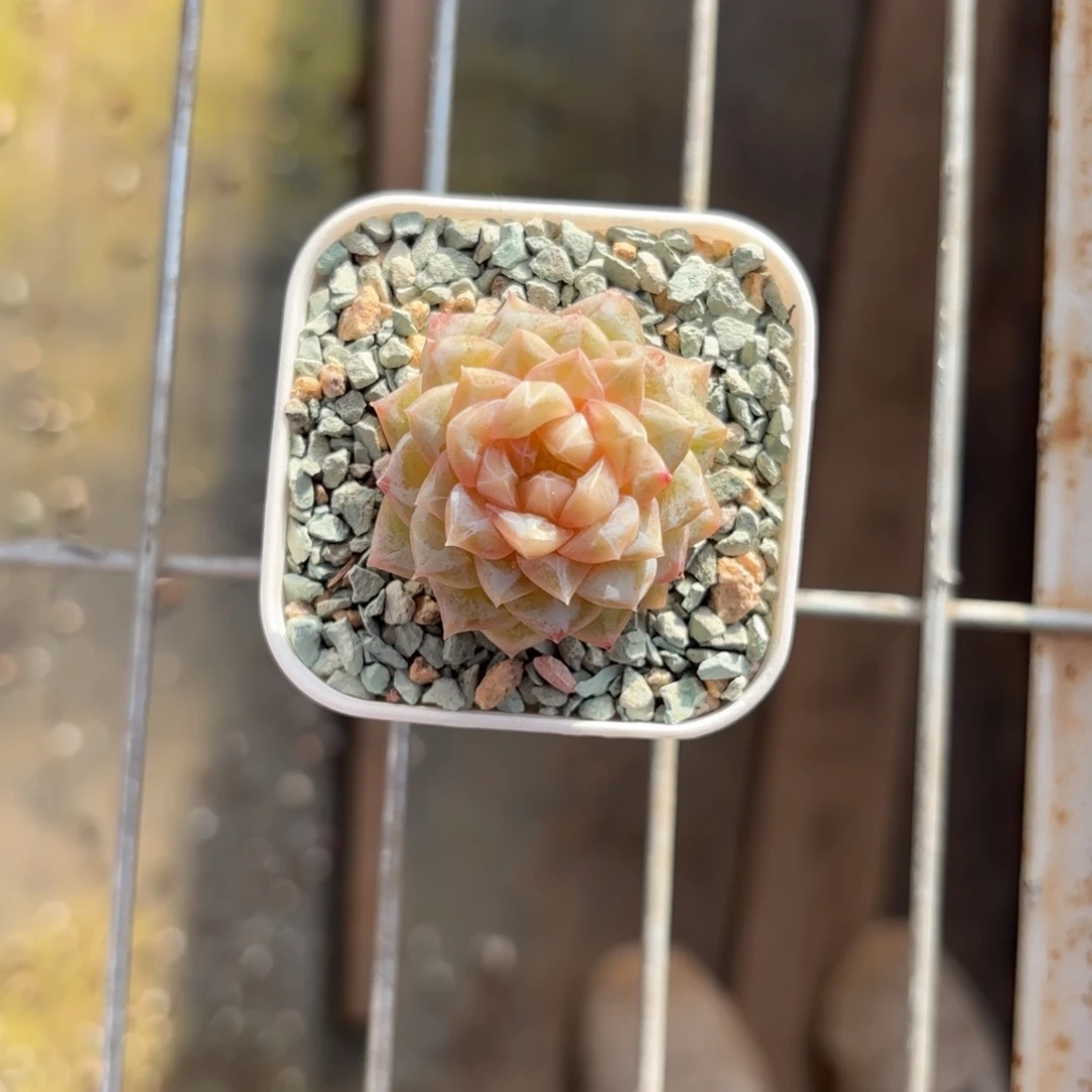 塔型糖心一物一拍