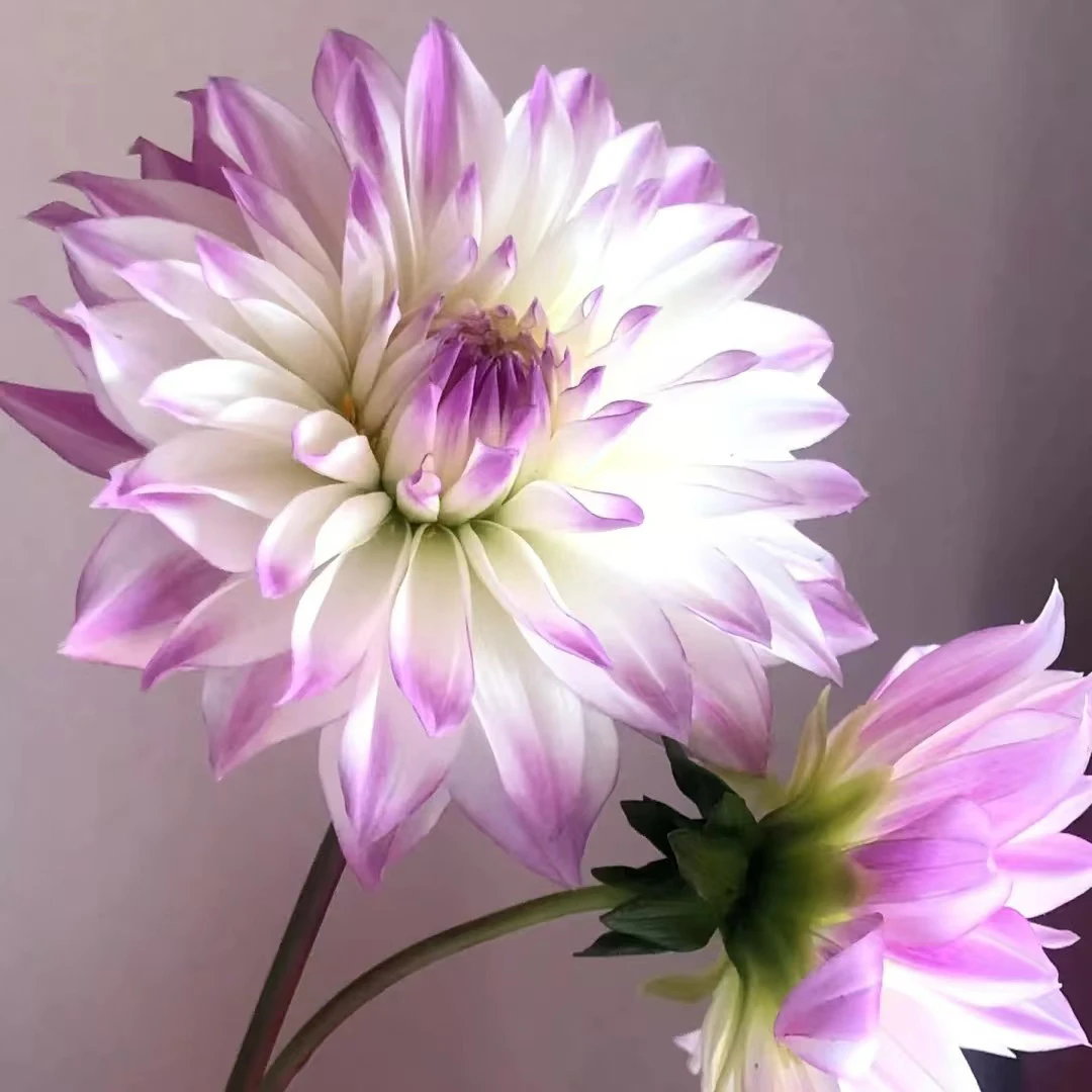 【克里夫灵感】进口大丽花种球盆栽地栽 送化肥