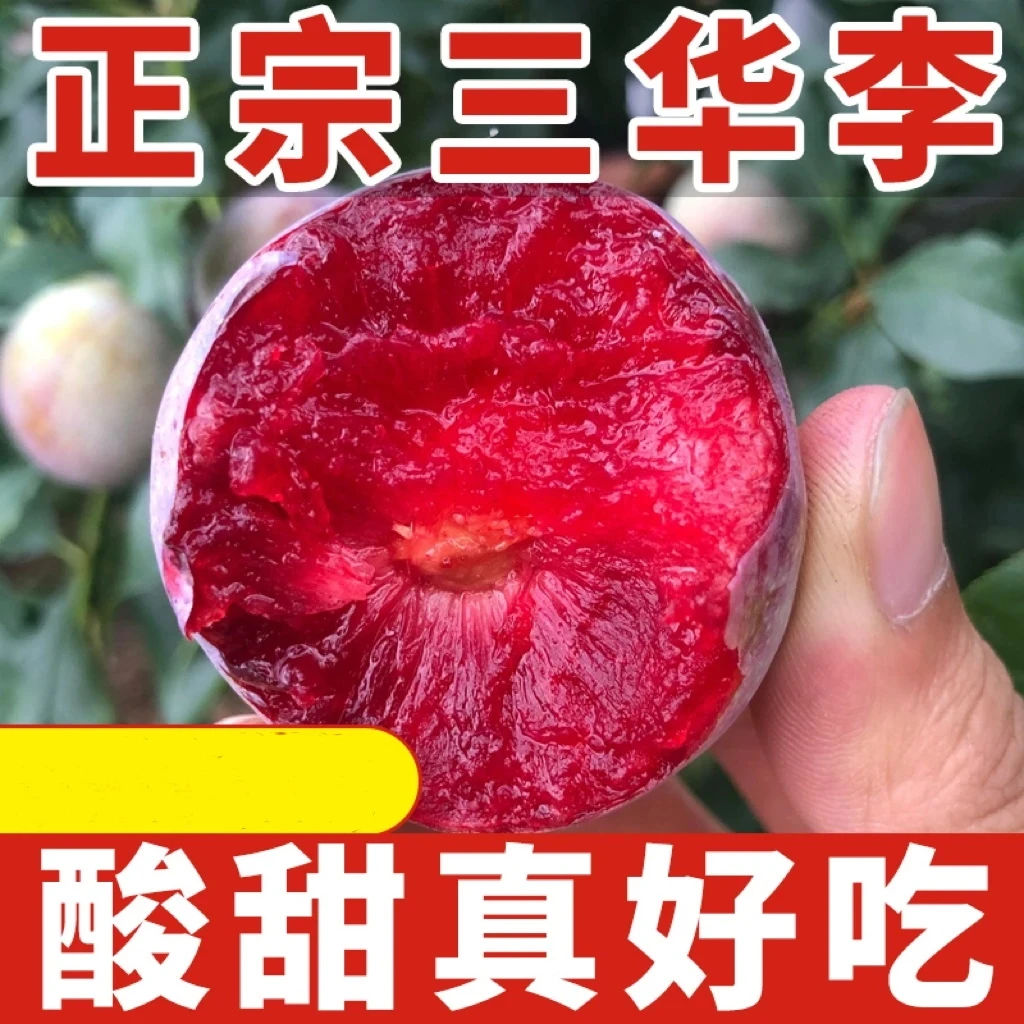 【新鲜采摘】正宗钱排三华李新鲜应季水果酸甜脆爽红心李现摘现发