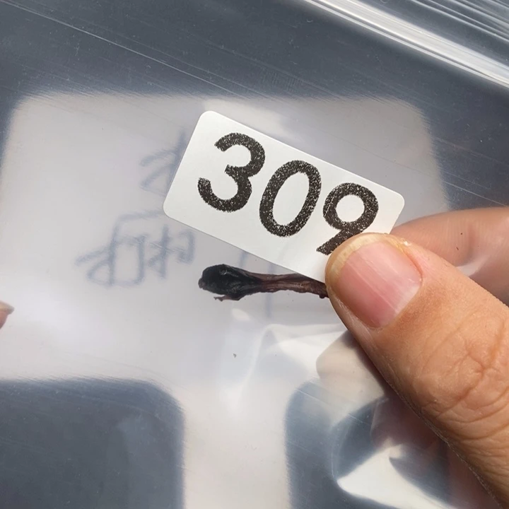 科檀（科特迪瓦檀木）