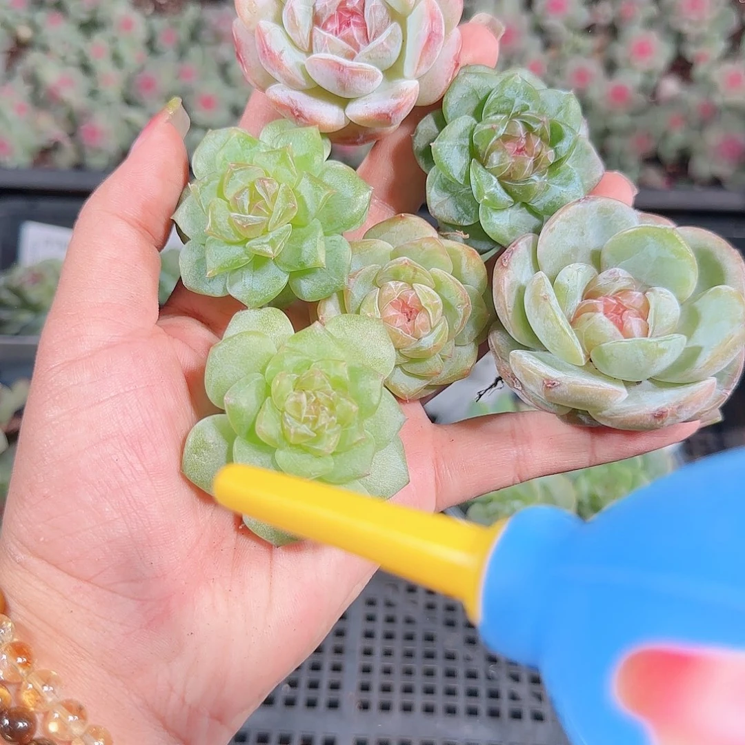0923---207糖心珍妮
