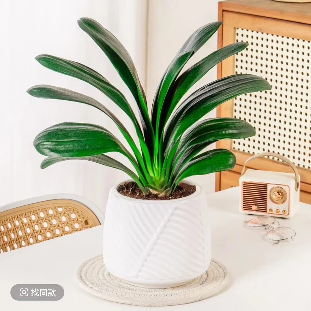 【老杨1专属】8 -12叶君子兰绿植盆栽室内花卉四季常青阳台客厅摆放