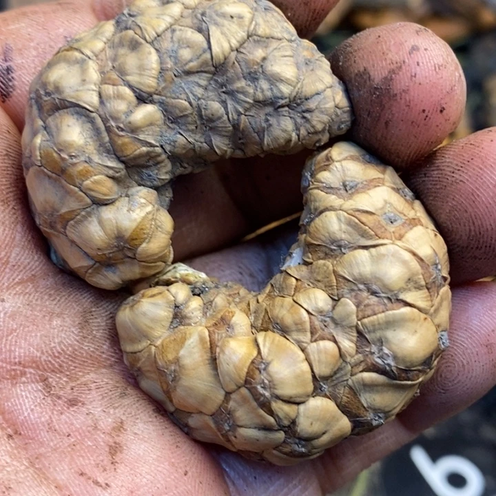 吊坠文玩核桃娜姐26