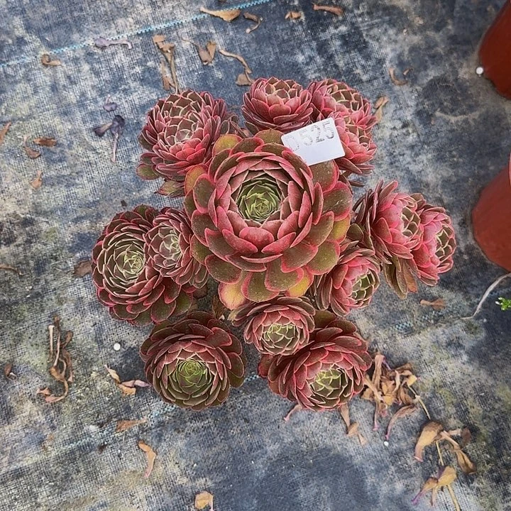 0000000000525粉花妖