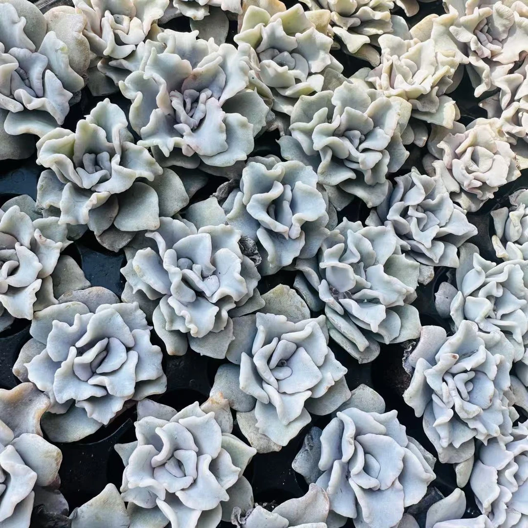 穴盘白饺子皮多肉 精品多肉