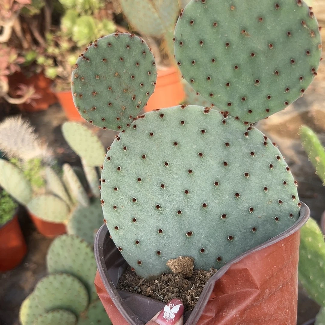 多肉植物多肉植物