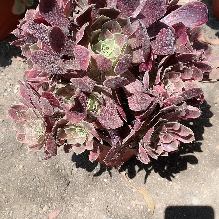 595金斯雀多肉植物