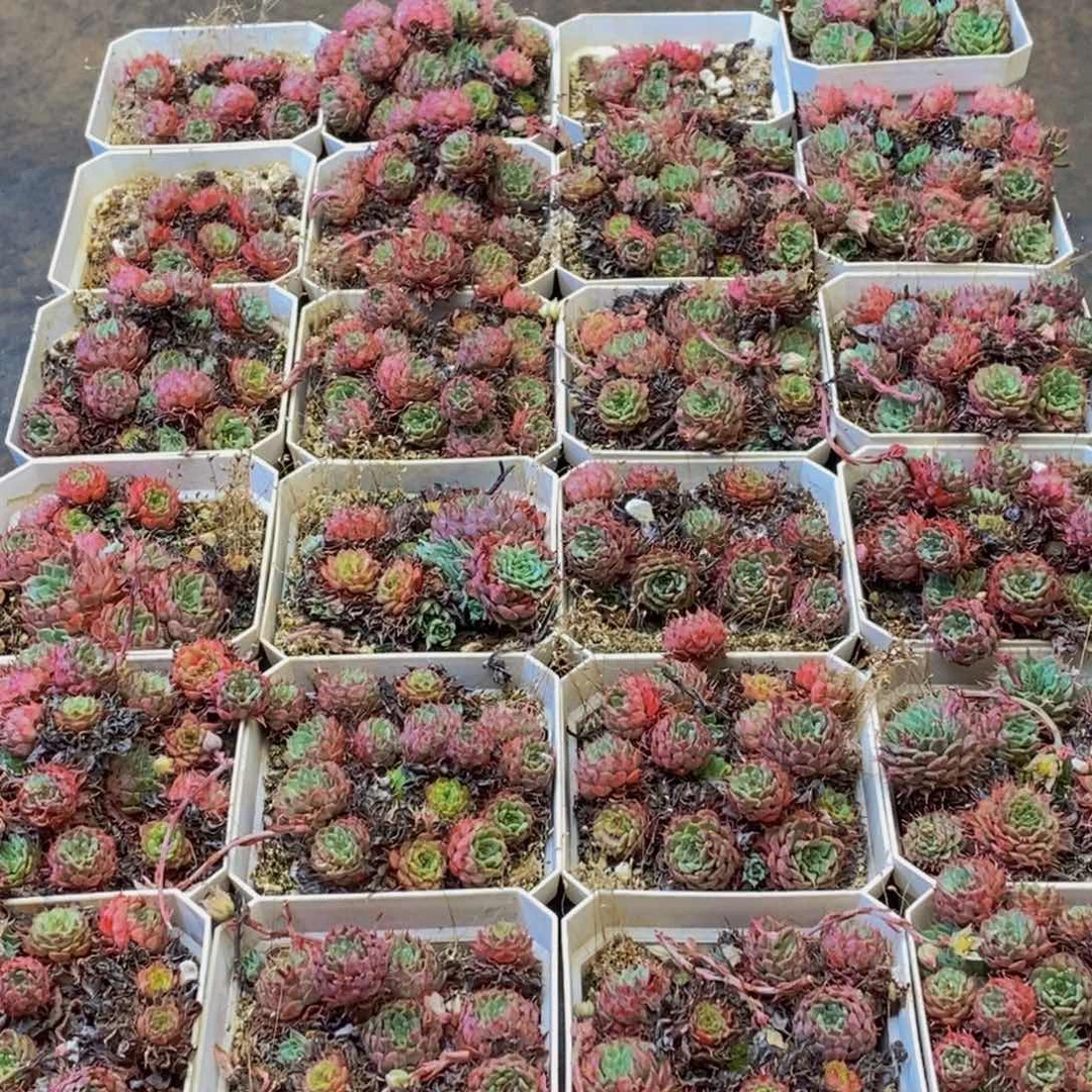 651多肉植物保护研究所