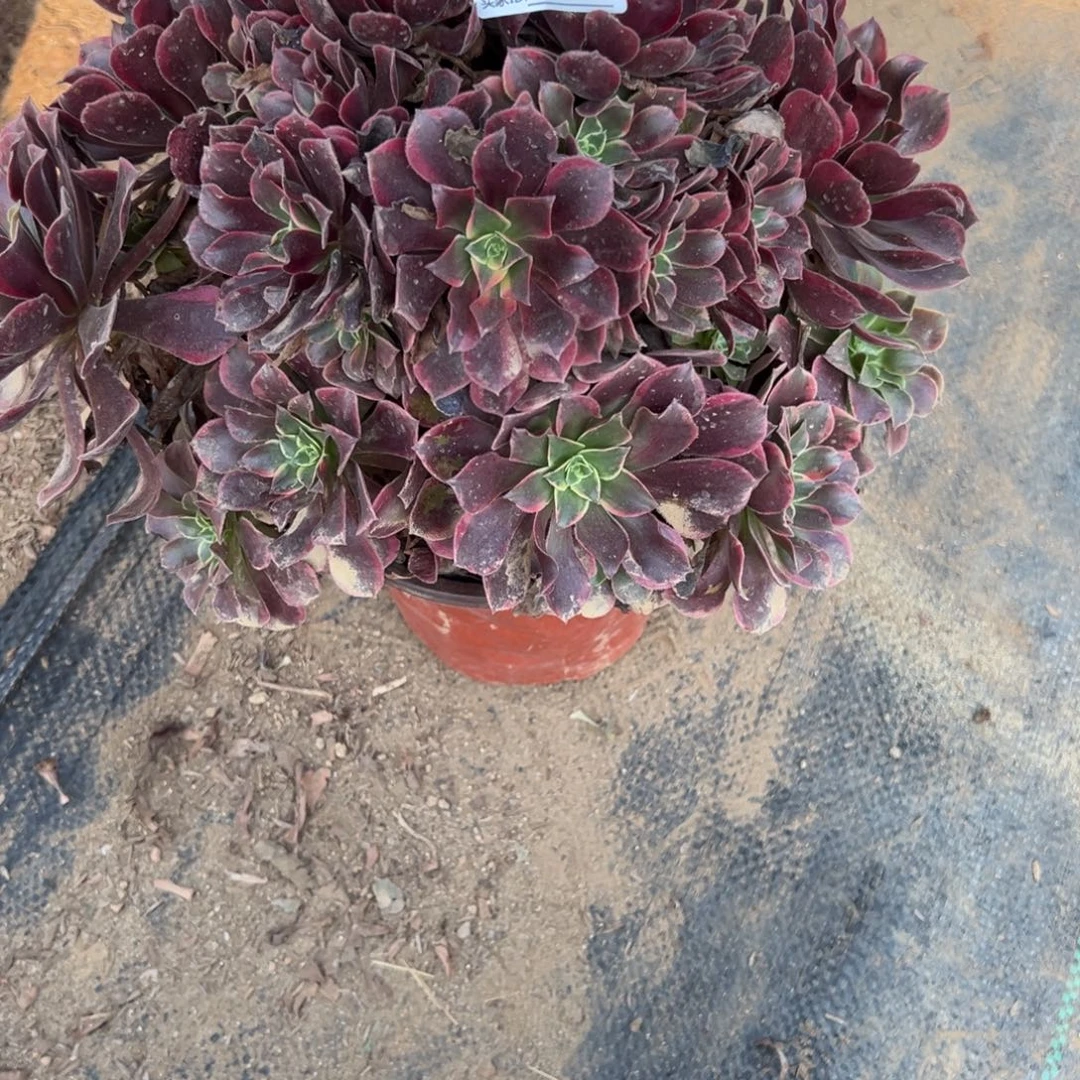 339金丝雀多肉植物法师