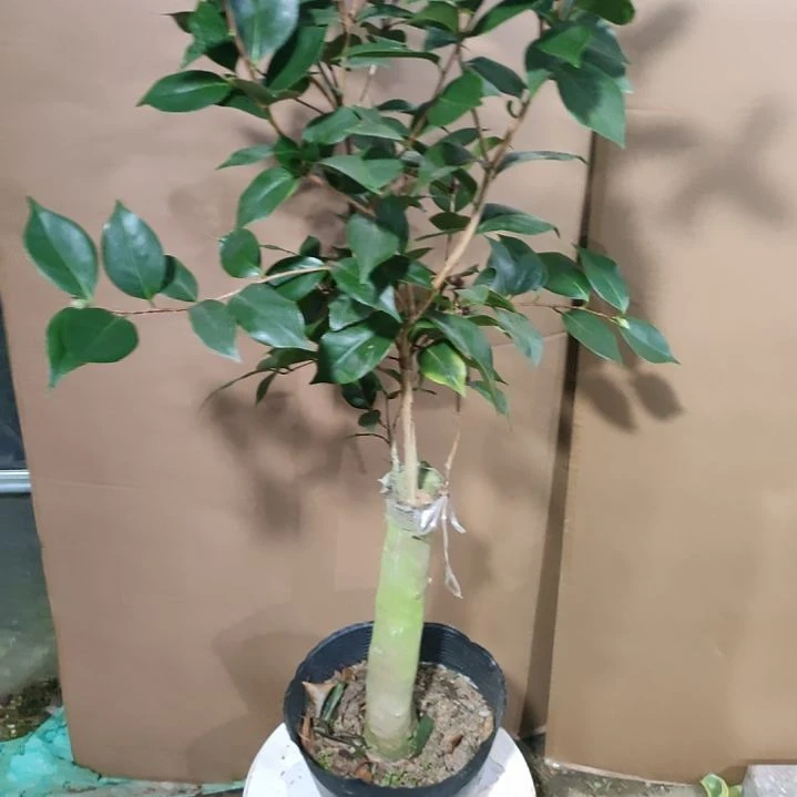 487超墨，白五，不包邮