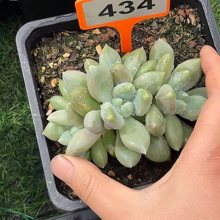 多肉植物胖体哥特434