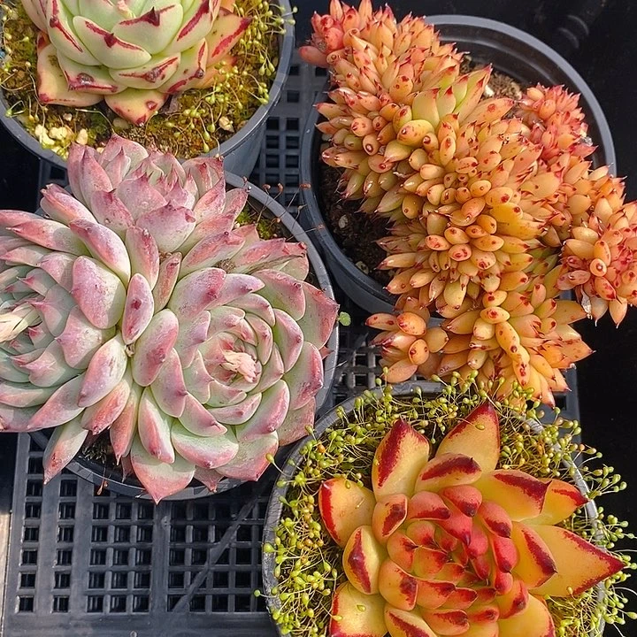 16 多肉植物盆栽花卉植物