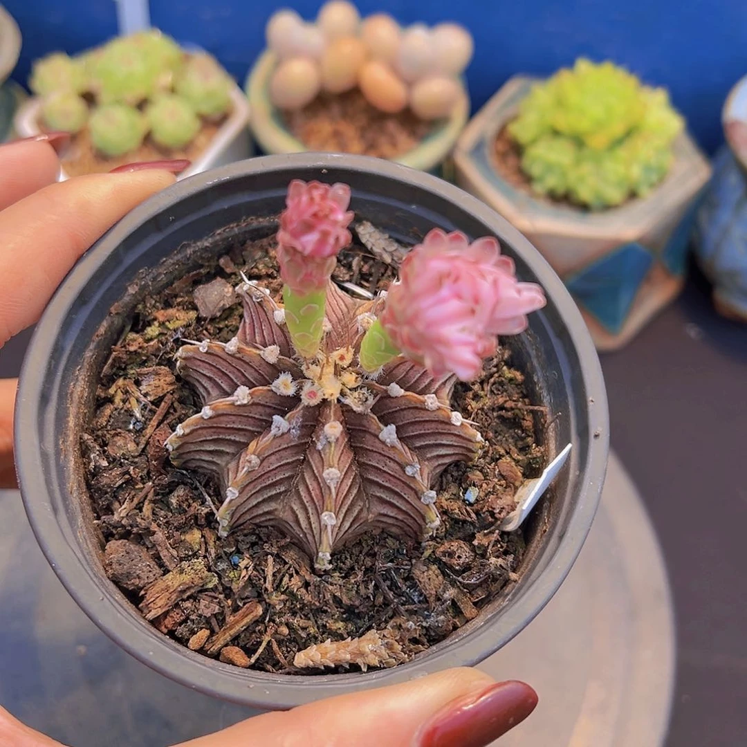 拒**虑骨纹牡丹，多肉植物，