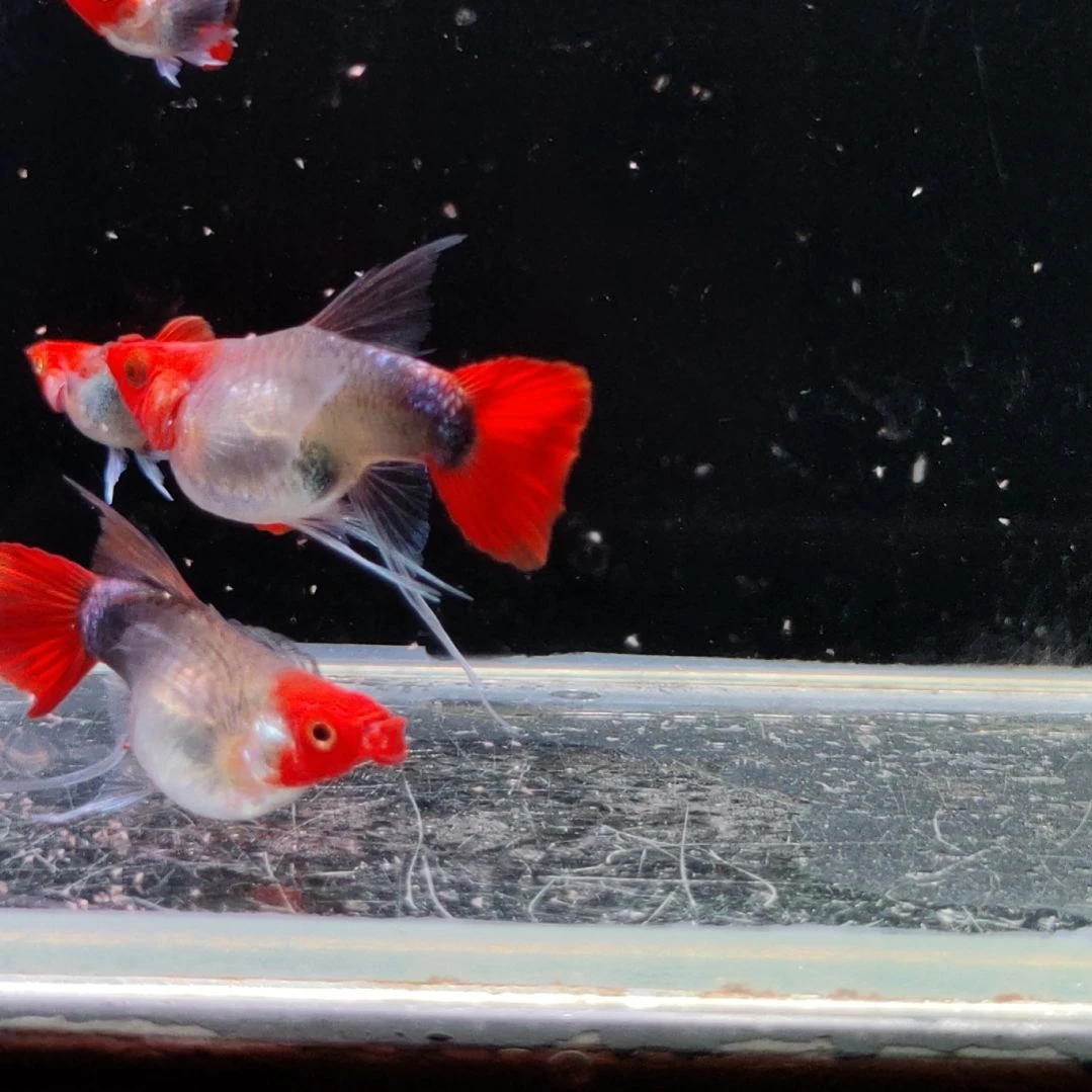 大***民淡水公母搭配2-------4厘米深海蓝球c两对