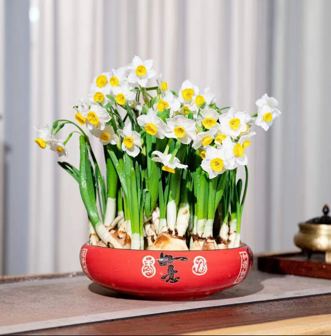 福建漳州水仙花带福气如意陶瓷盆养护好基地直发耐寒清香年宵花