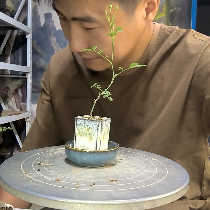 超****王中青园艺一物一拍296