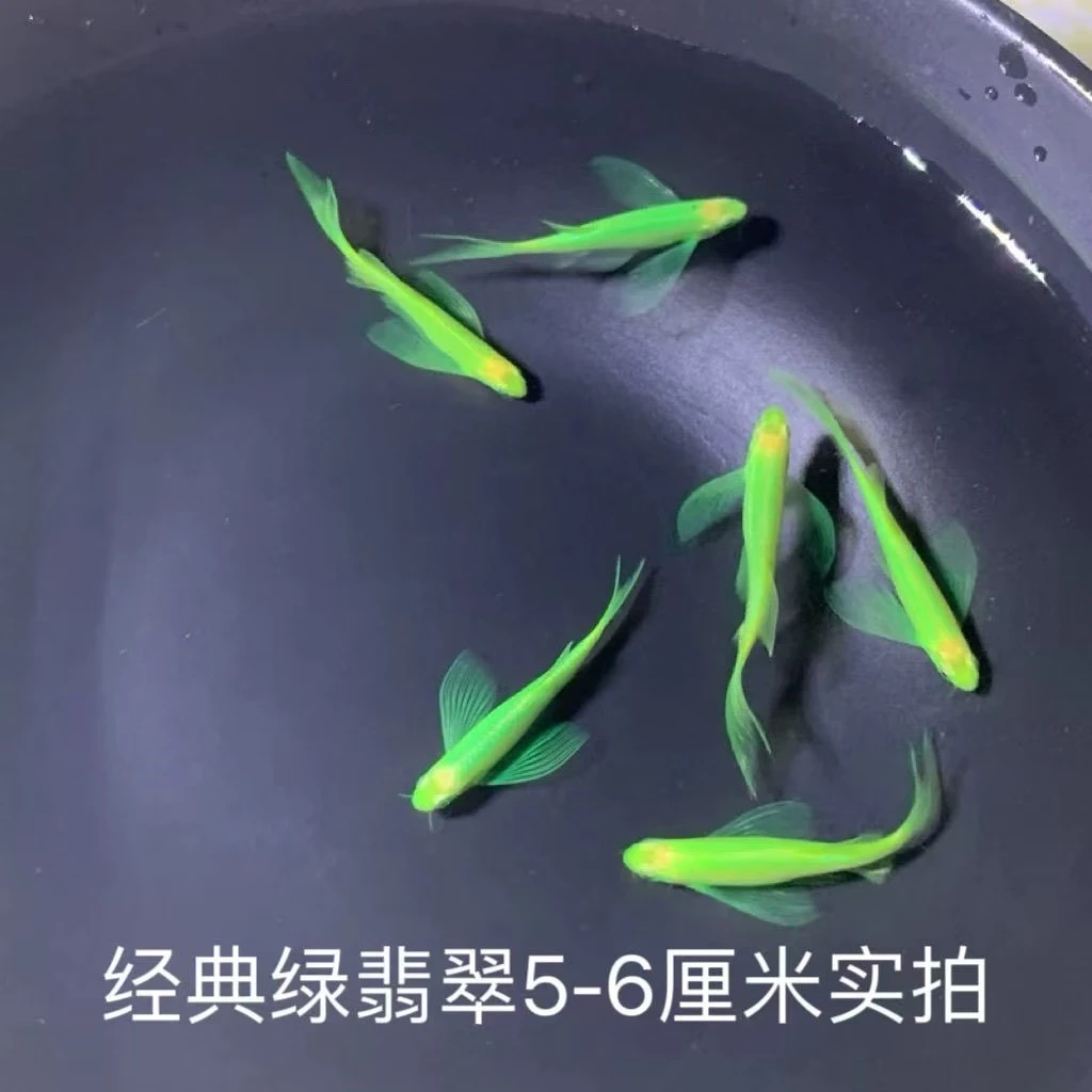 碟翼斑马翡翠绿2-3cm*5条（无包损）