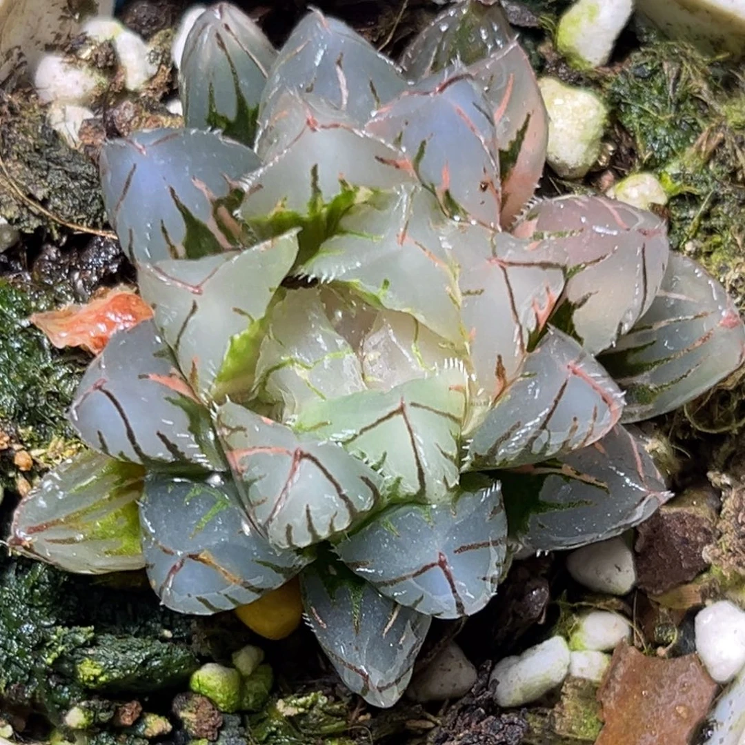 恭喜发财大吉大利495