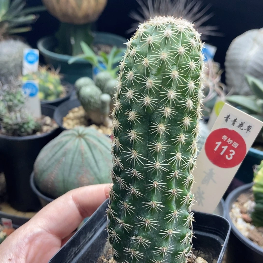 实生皇冠虾一棵仙人球