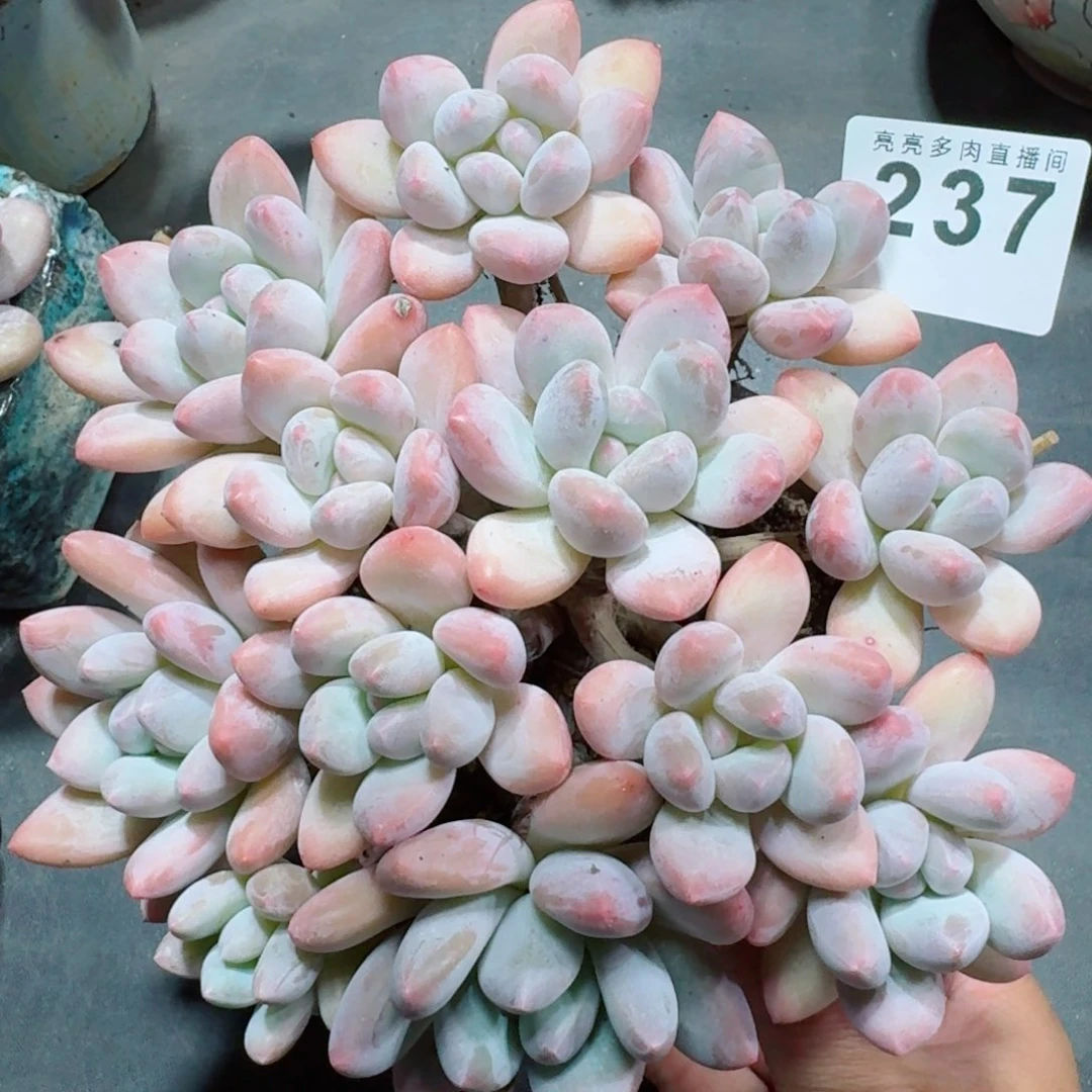 香水群生整装      开心笑容难抵抗，积极乐观正能量