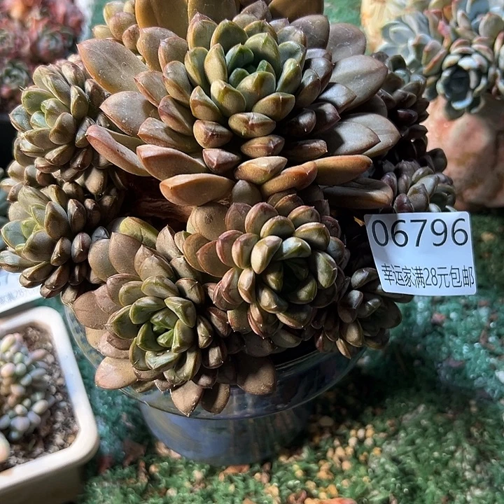 幸运的是我还在努力