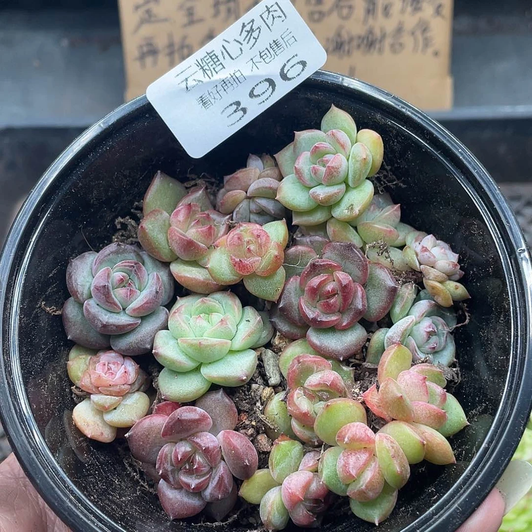 云糖心多肉植物396