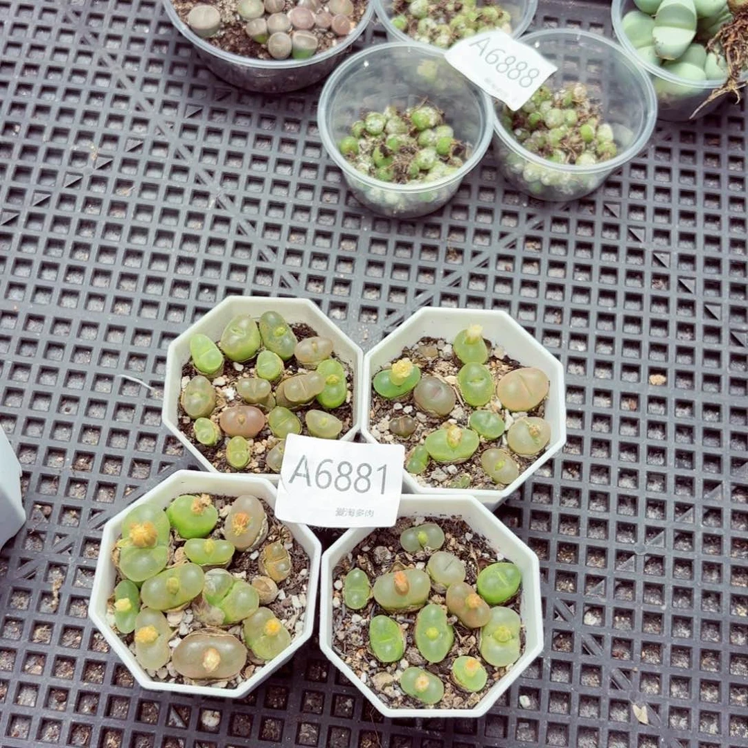 6881–生石花 生石花