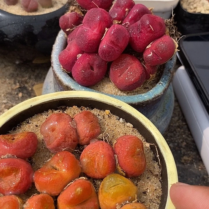 双头红桃有伤➕双头水蜜桃有伤一组两颗
