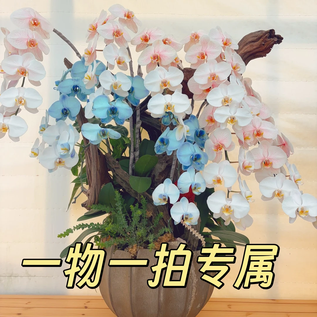 蝴蝶兰【5.0寸大杯】专用链接基地直发