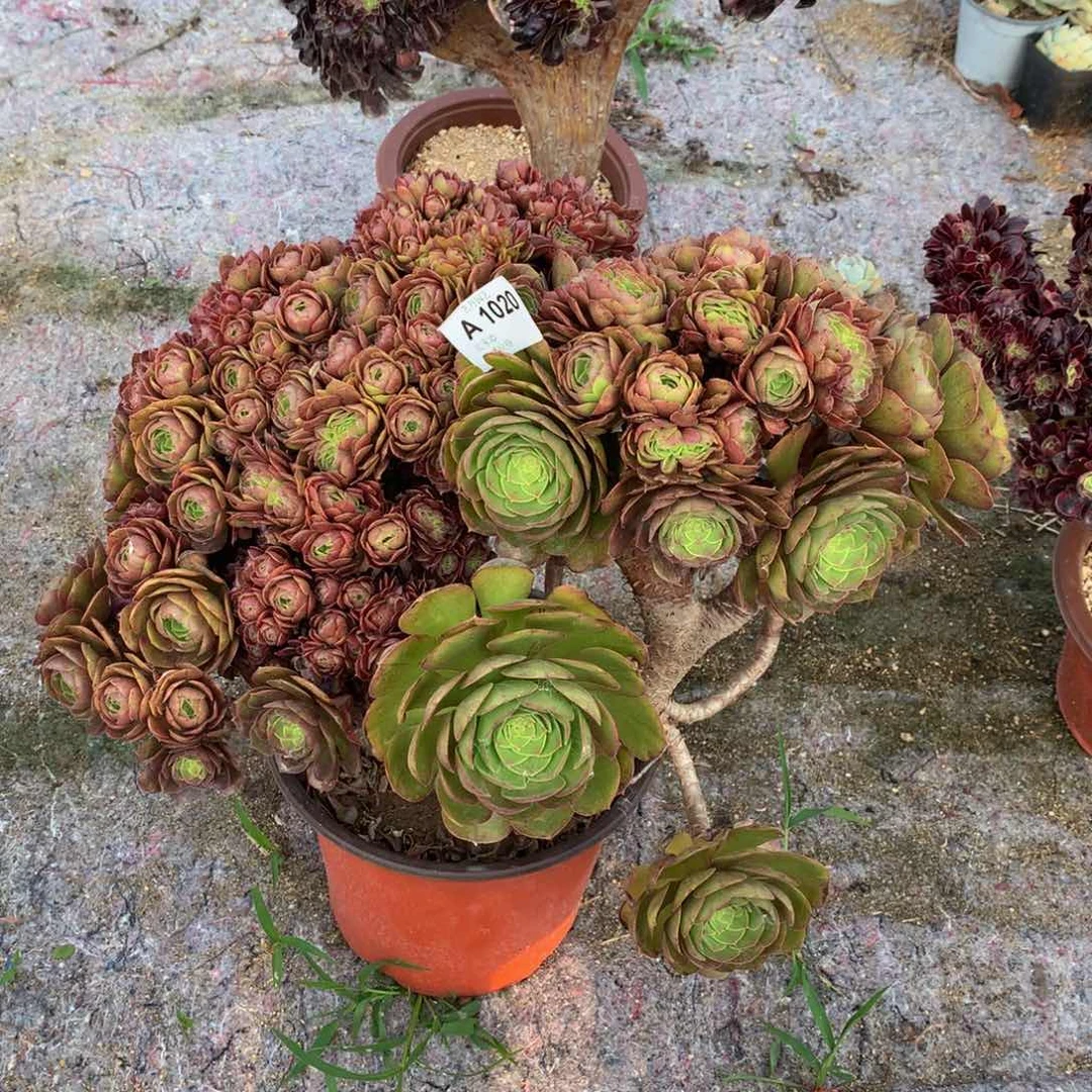 1020万圣节朵朵丛林