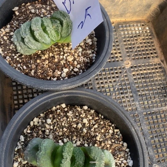 两个 傻子。 D 1151