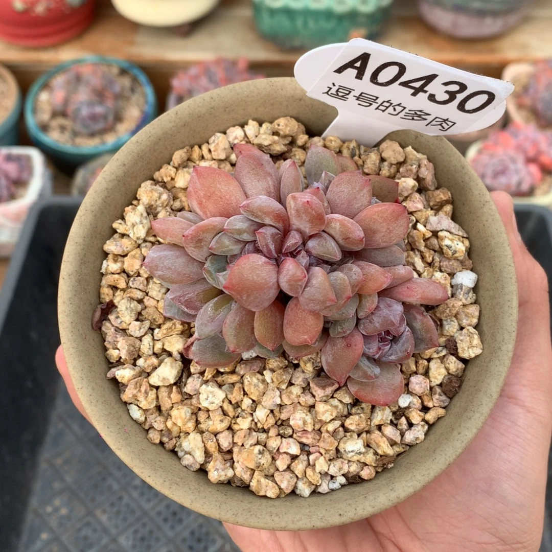 A0430 石榴籽一体 有砍 7cm