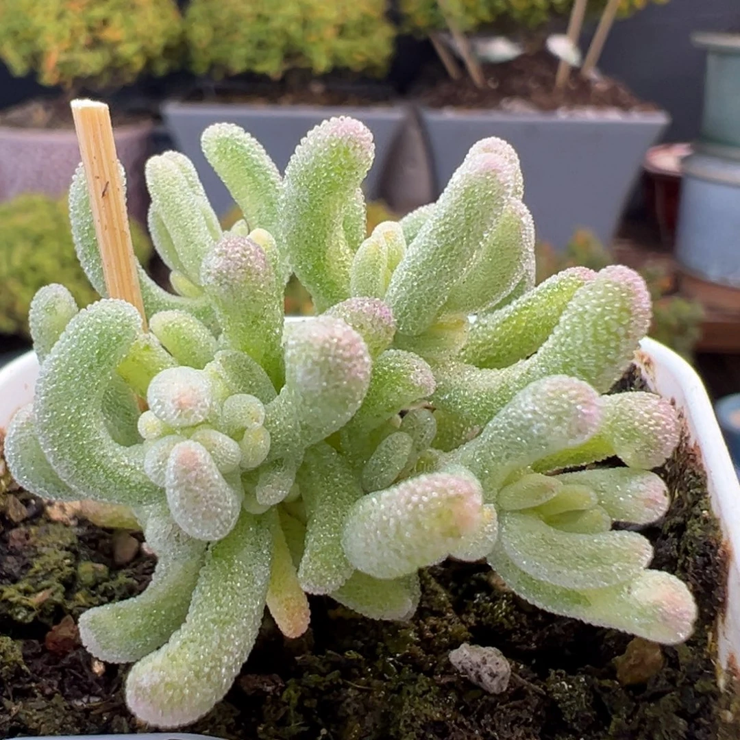 dy5466小可爱橙叶锦冠幅3.5cm