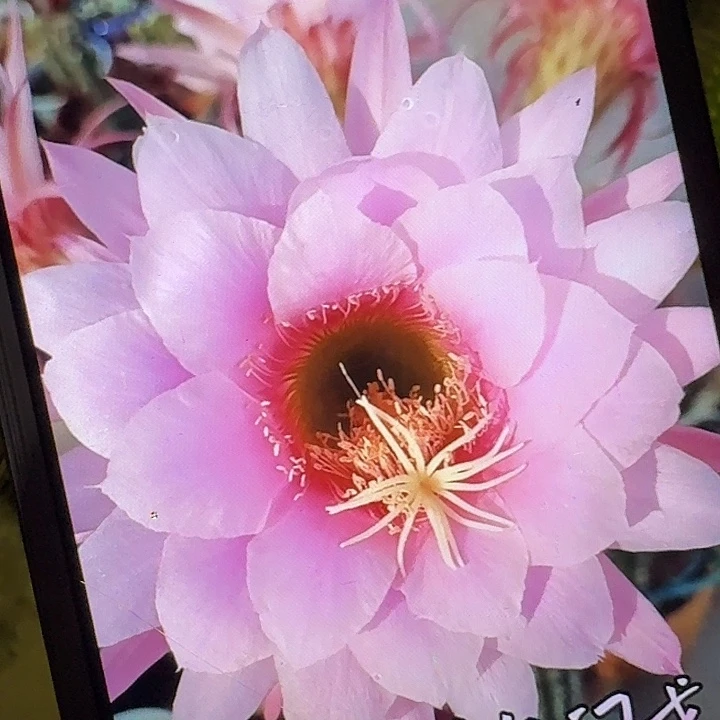 佛拉门戈侧芽5公分毛花柱仙人球（20包邮
