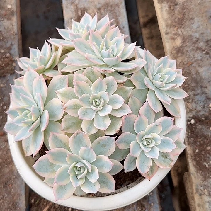 皮试惊鸿一物一拍包装收缩花旱