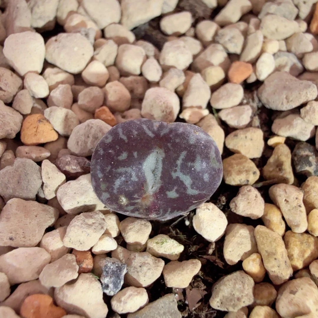 方*面CR 原始1 号 12-27-L15