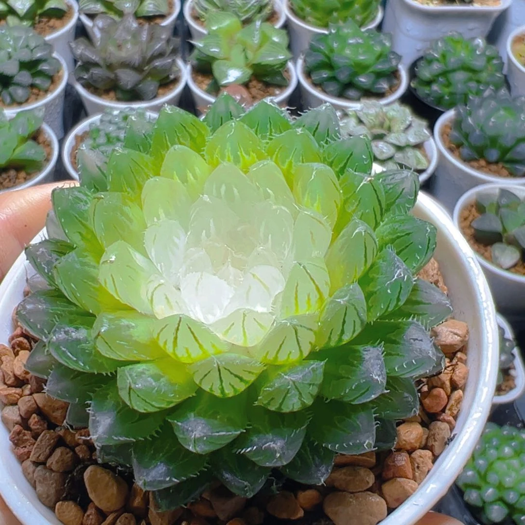 宝莲灯玉露多肉多肉