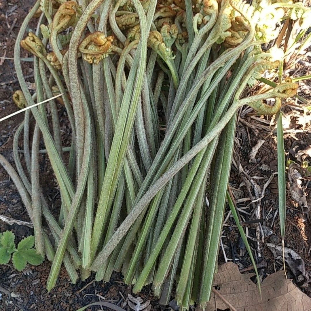 新鲜蕨菜山野菜纯天然特产蕨菜